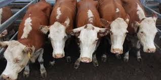 Ribuan Sapi Impor Australia Tiba di Jawa Timur